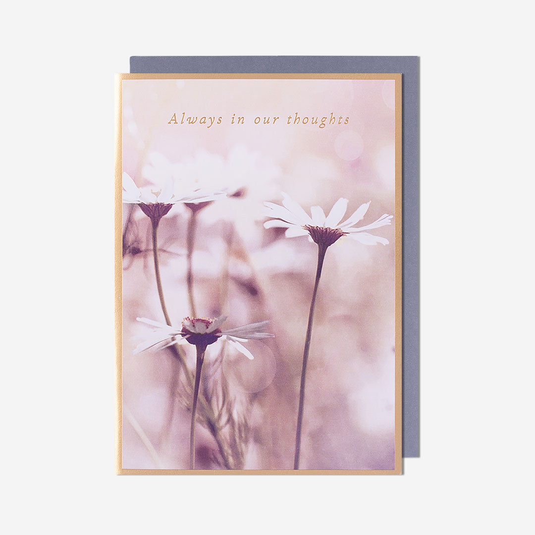 Always In Our Thoughts Camomile Thinking Of You Card