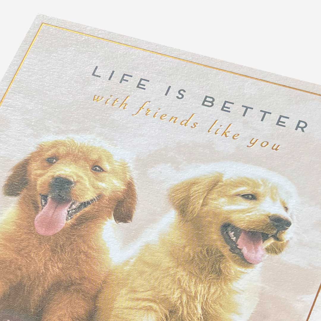 Friends like you dogs