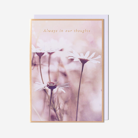 Always In Our Thoughts Camomile Thinking Of You Card