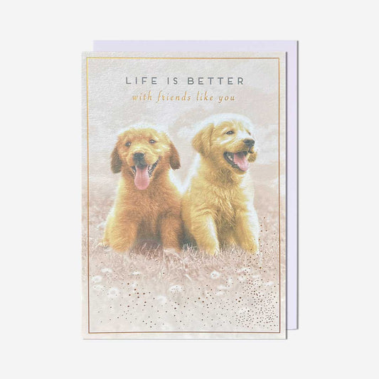 Friends like you dogs